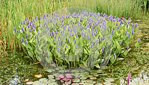 Pickerelweed Pontederia cordata, flowering plants in a pond with waterlilies photo